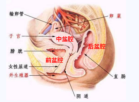 產(chǎn)后盆底康復(fù)，要不要做？